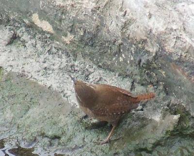 Прикрепленное изображение: 007.jpg